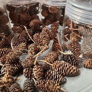 Tiny Pine Cones